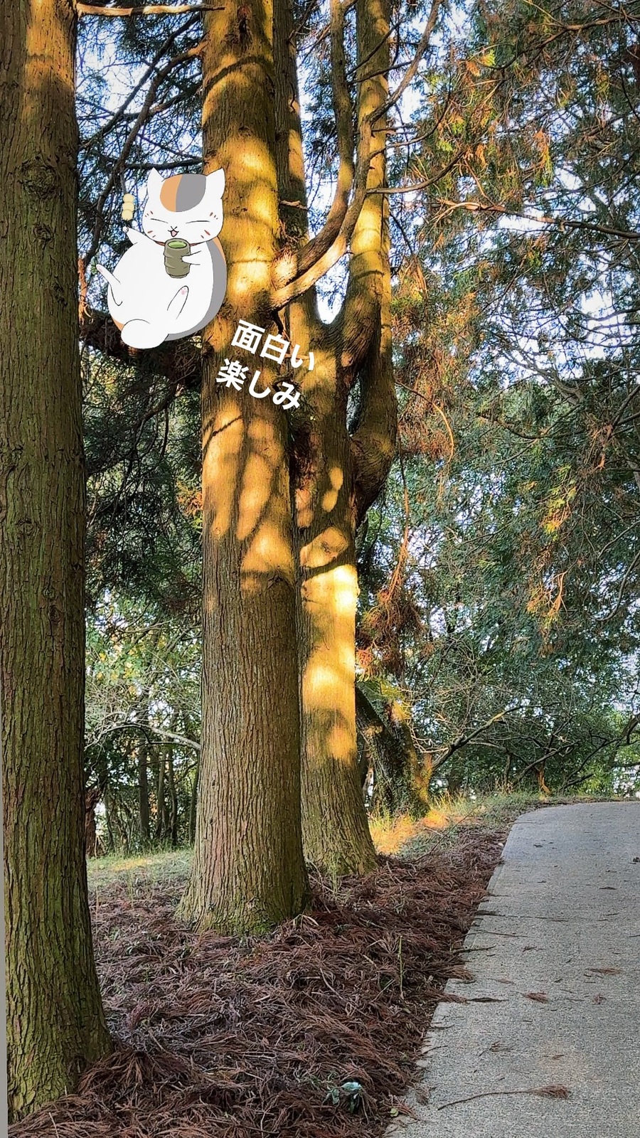 大きな木の下の看板