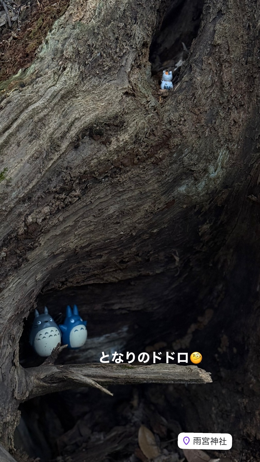 岩のくぼみに、小さなトトロたち