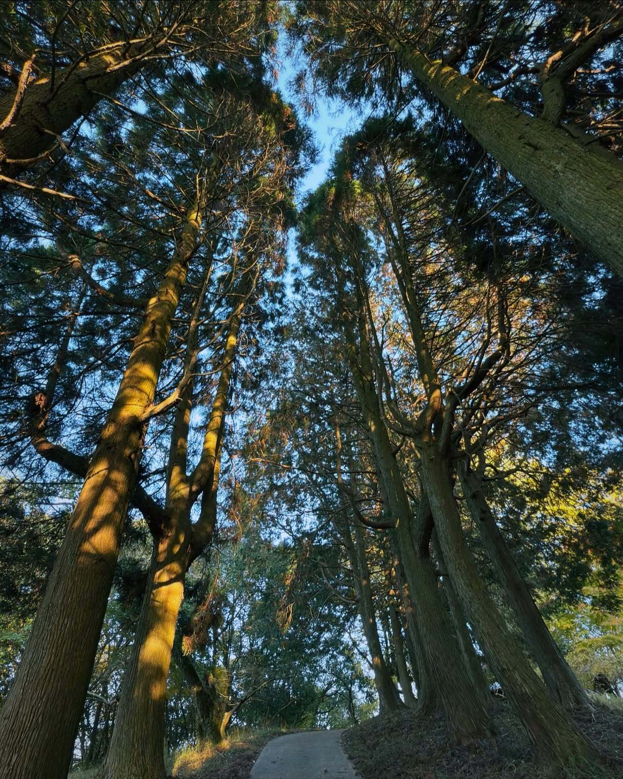 見上げる杉の木