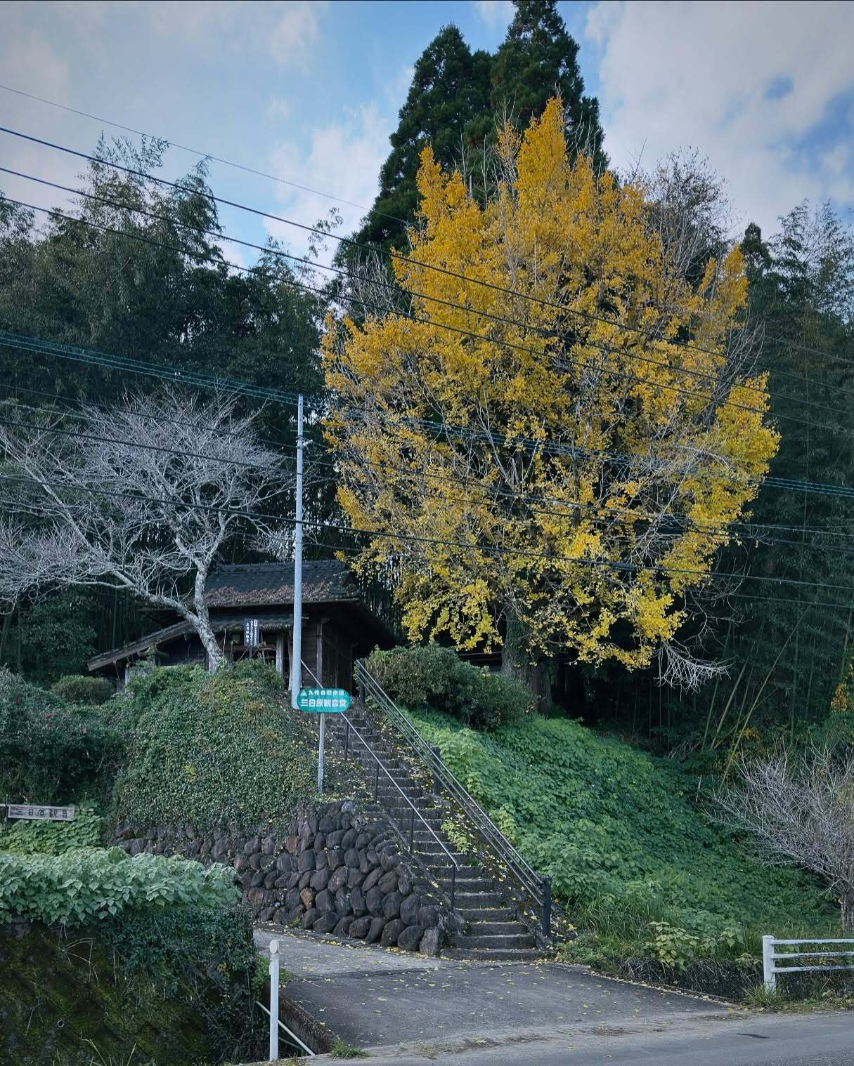 石段と黄色い木