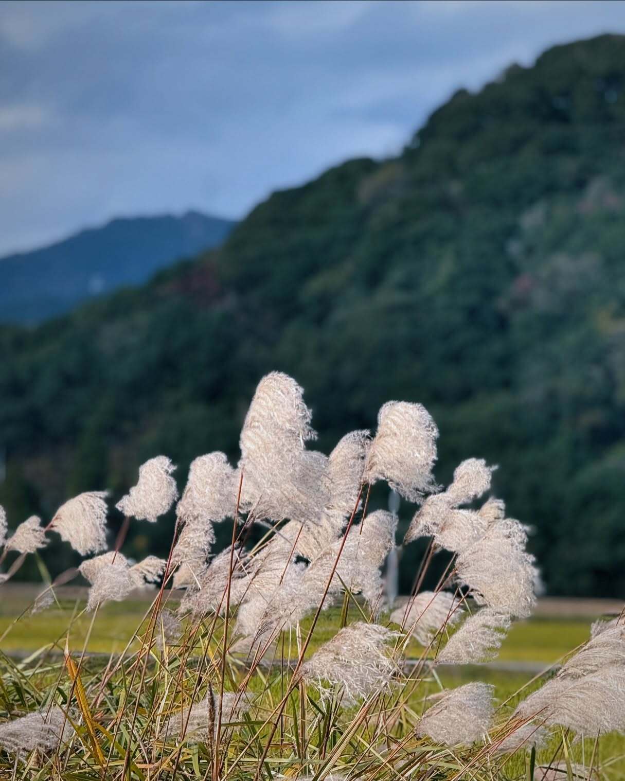 山を背にゆれるススキ