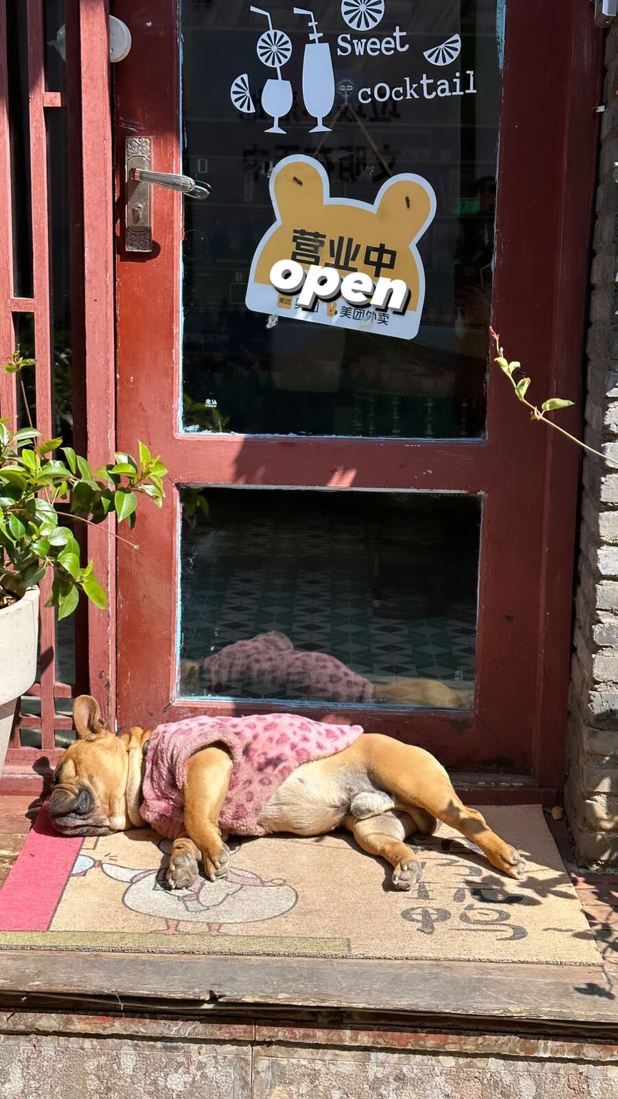「open」の札の下で眠る、服を着た犬