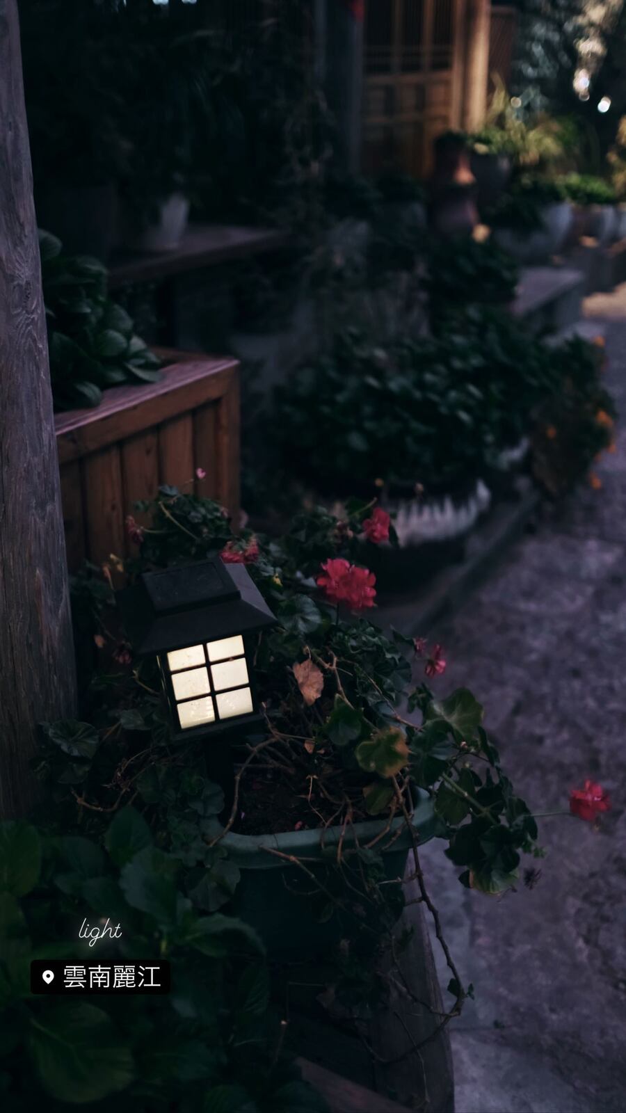 花のあいだにともる、小さなランプ